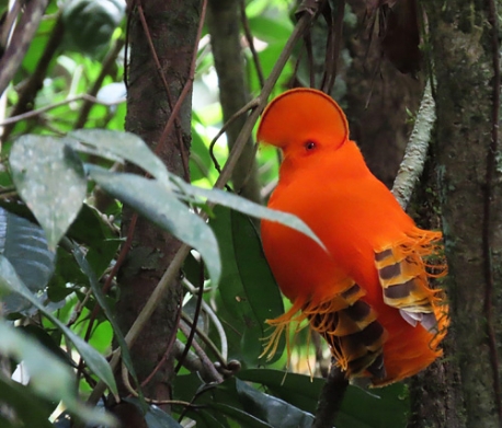 Coq-de-roche orange