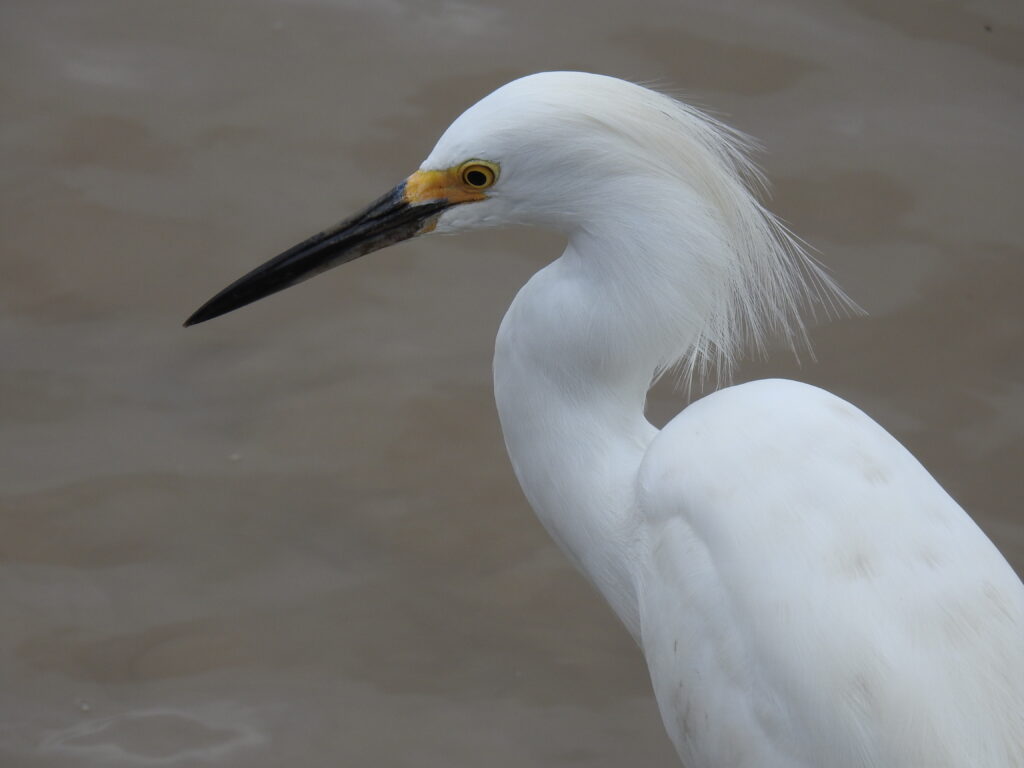 Aigrette neigeuse