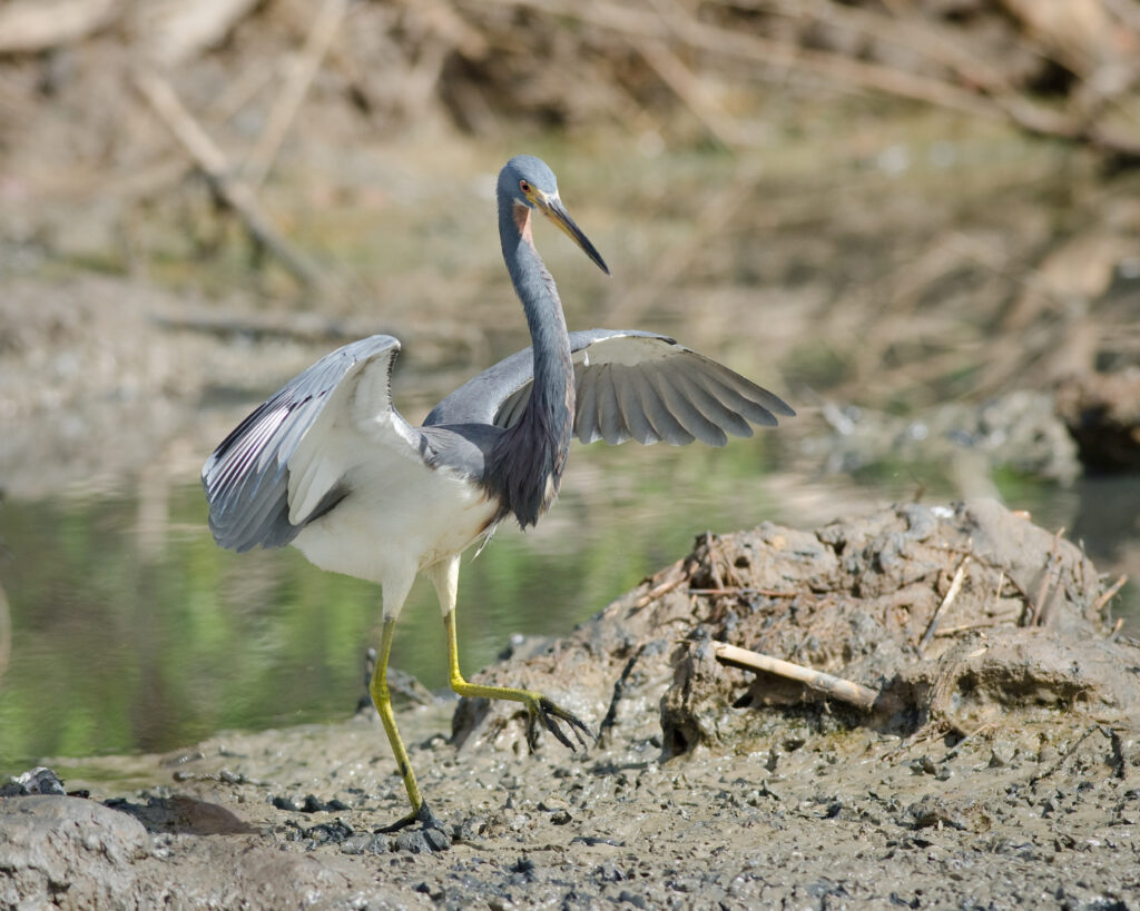 Aigrette tricolore