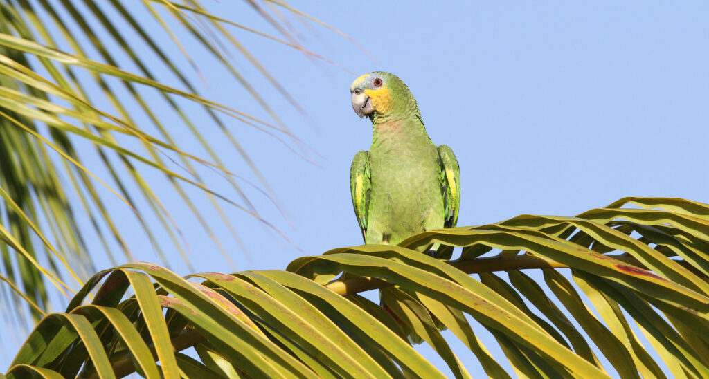 Amazone aourou