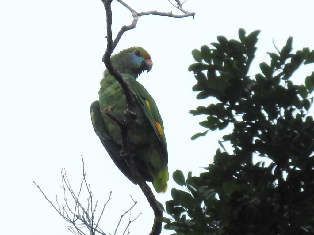 Amazone de Dufresne