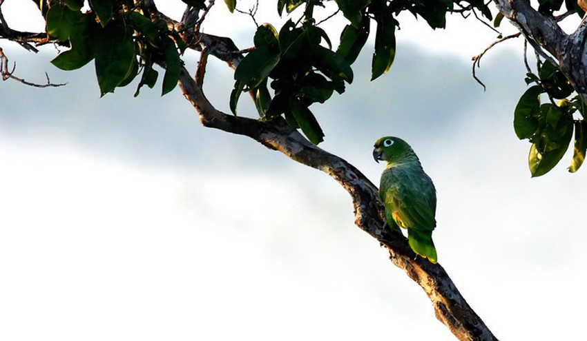 Amazone poudrée