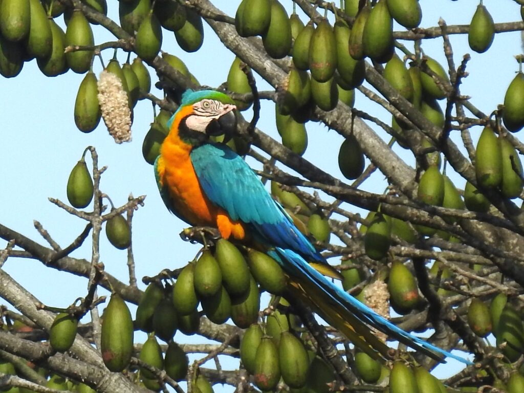 Ara bleu