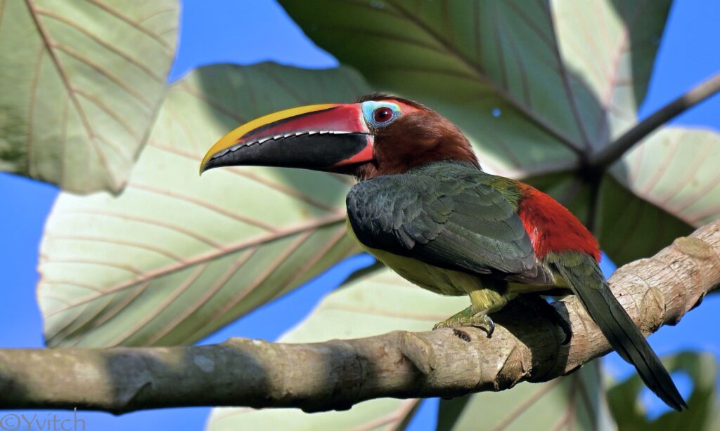 Araçari vert