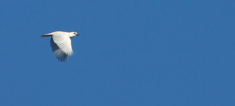 Araponga blanc