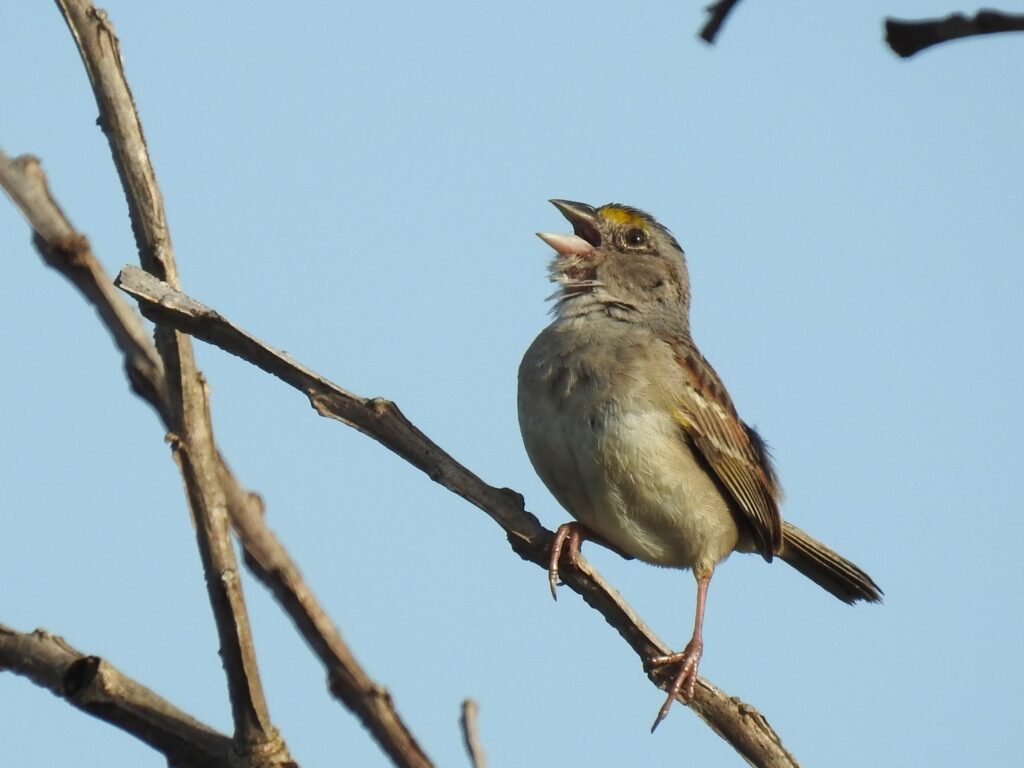 Bruant des savanes