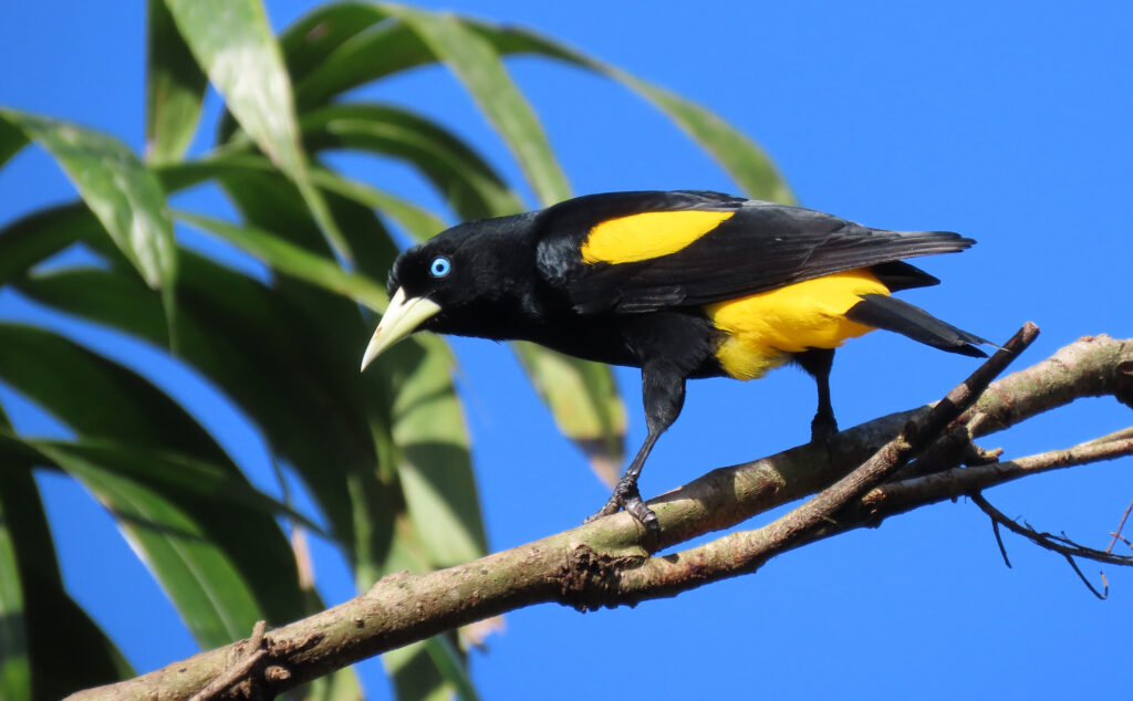 Cacique cul-jaune