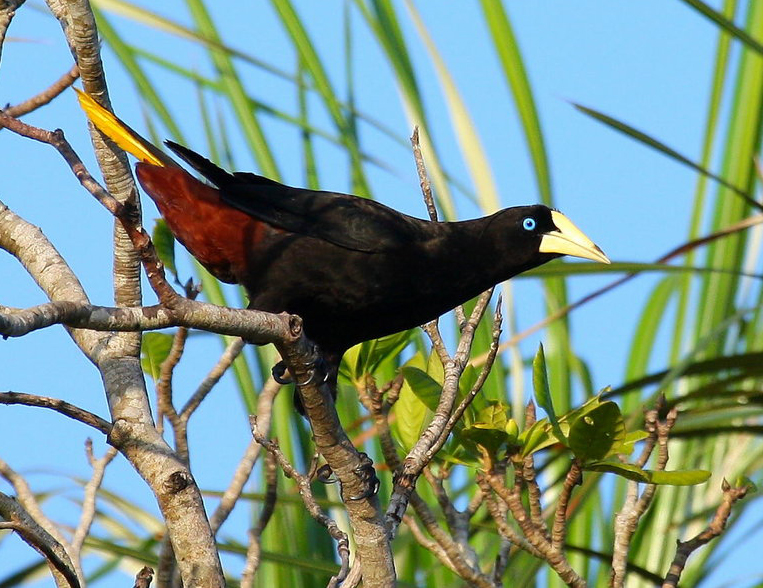 Cacique huppé