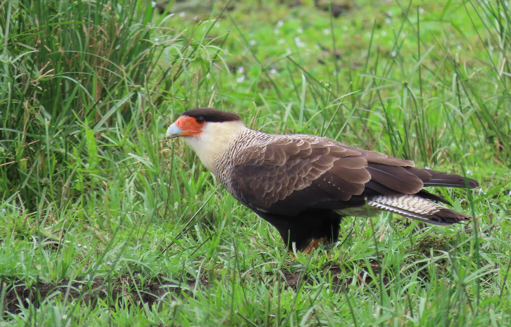 Caracara huppé