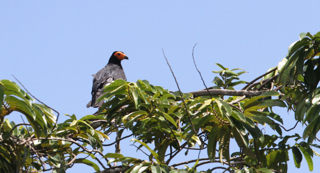 Caracara noir