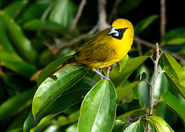 Cardinal flavert