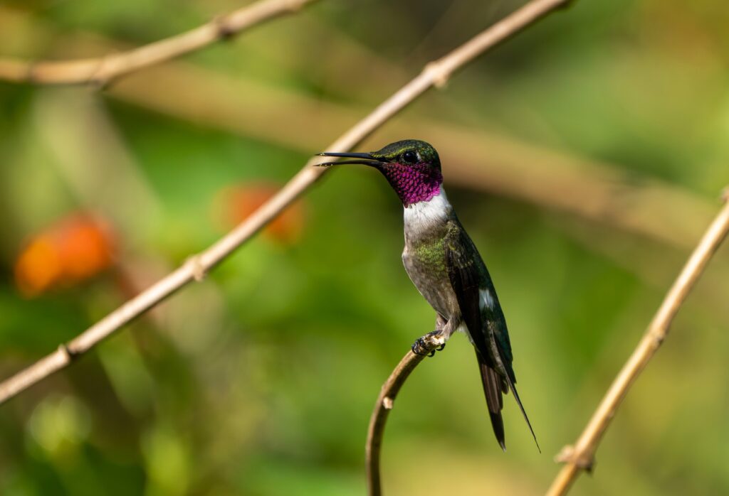 Colibri améthyste