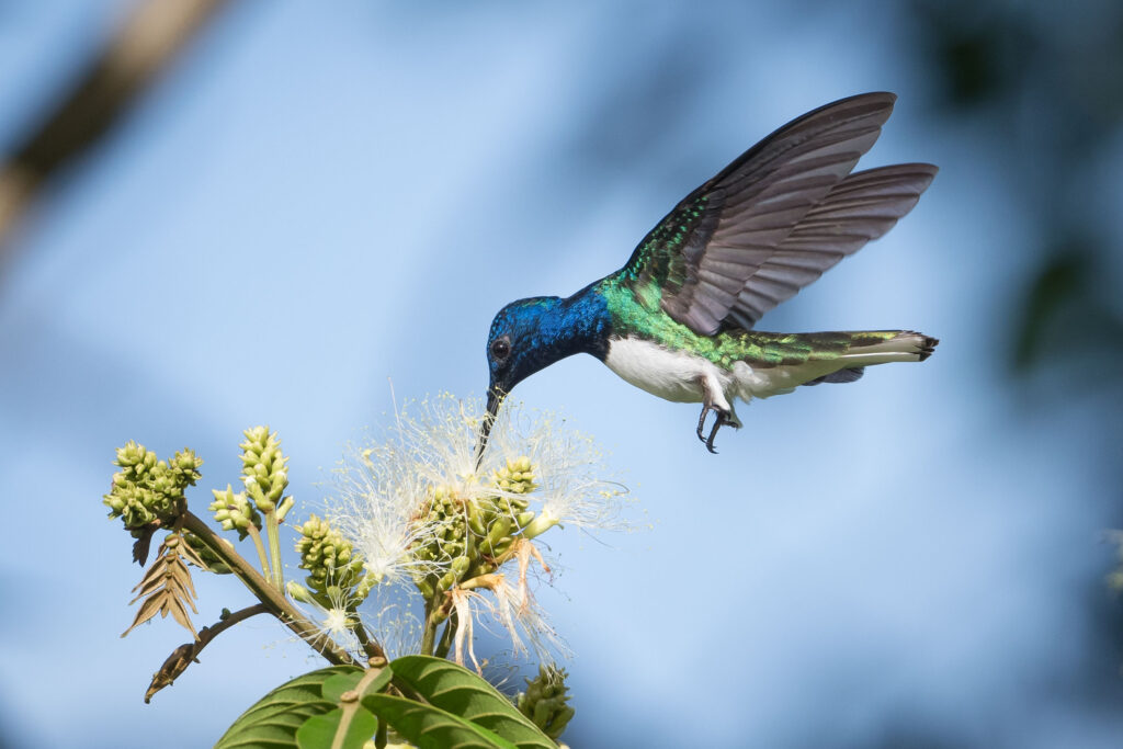 Colibri jacobin