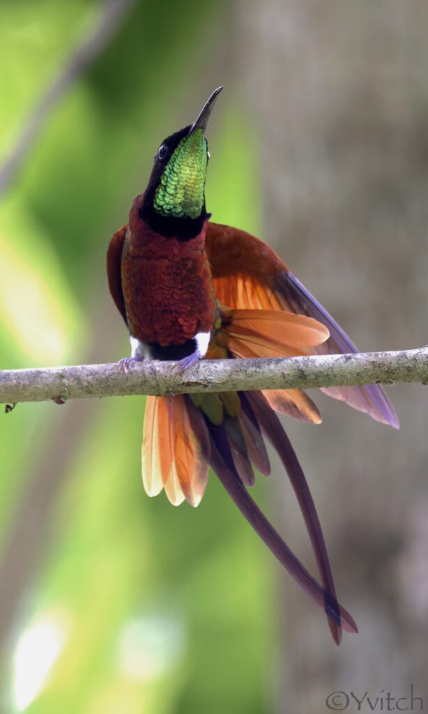 Colibri topaze
