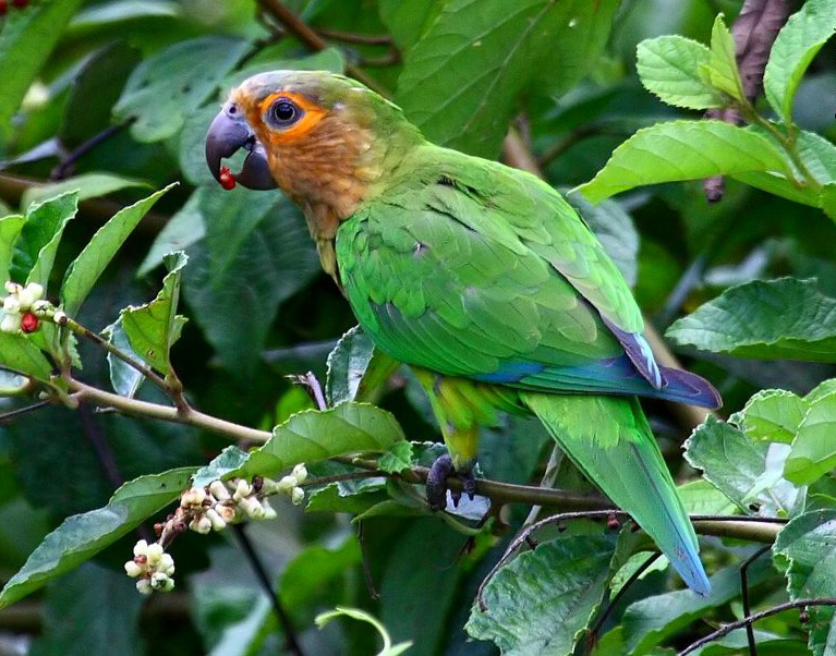 Conure cuivrée