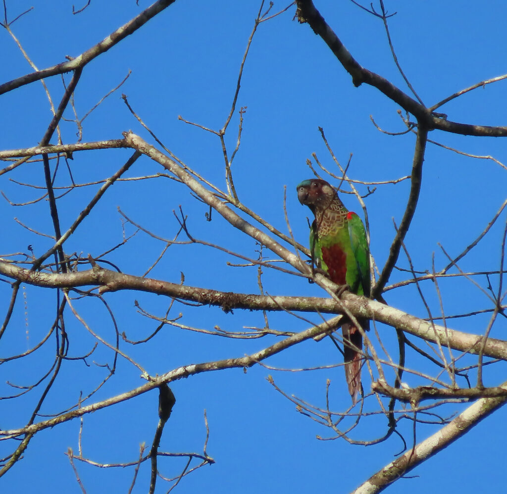 Conure versicolore