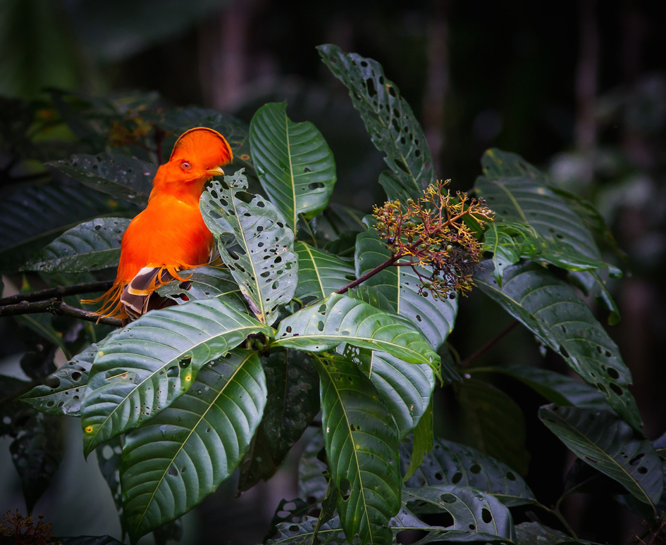 Coq-de-roche orange