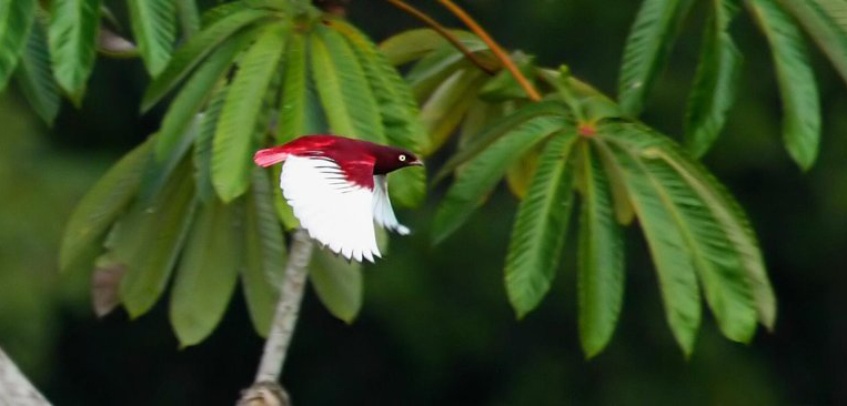 Cotinga pompadour