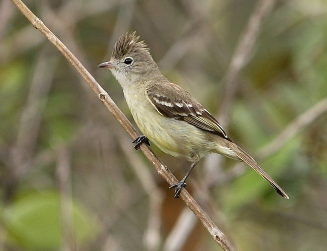 Élénie à ventre jaune