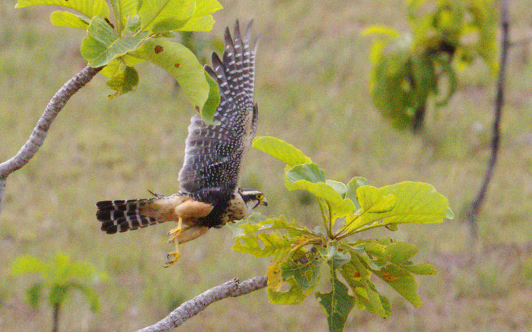 Faucon aplomado