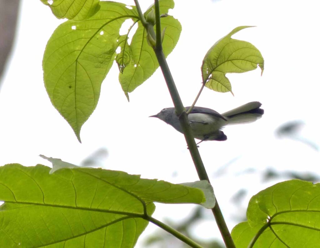Gobemoucheron guyanais