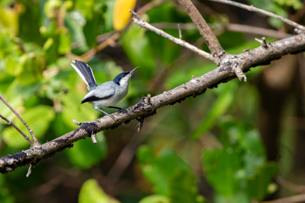 Gobemoucheron tropical