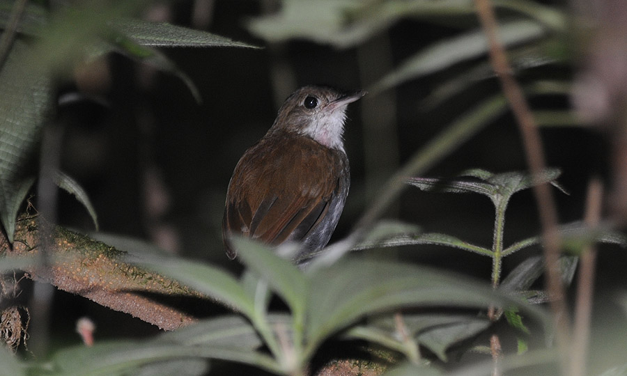 Grallaire grand-beffroi