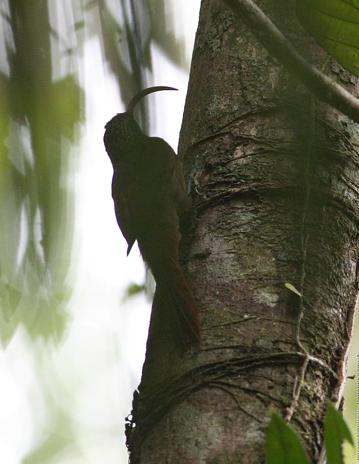 Grimpar à bec courbe
