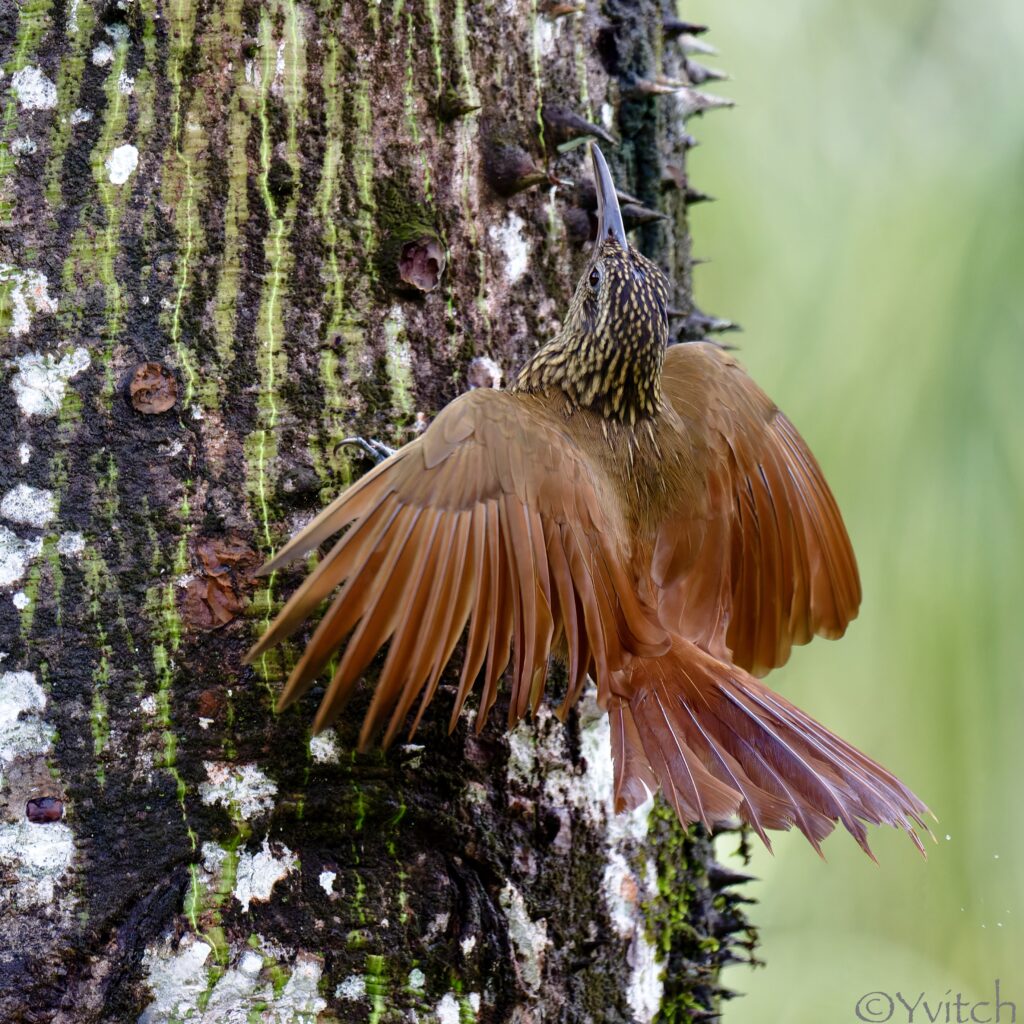 Grimpar des cabosses