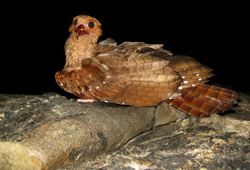 Guacharo des cavernes