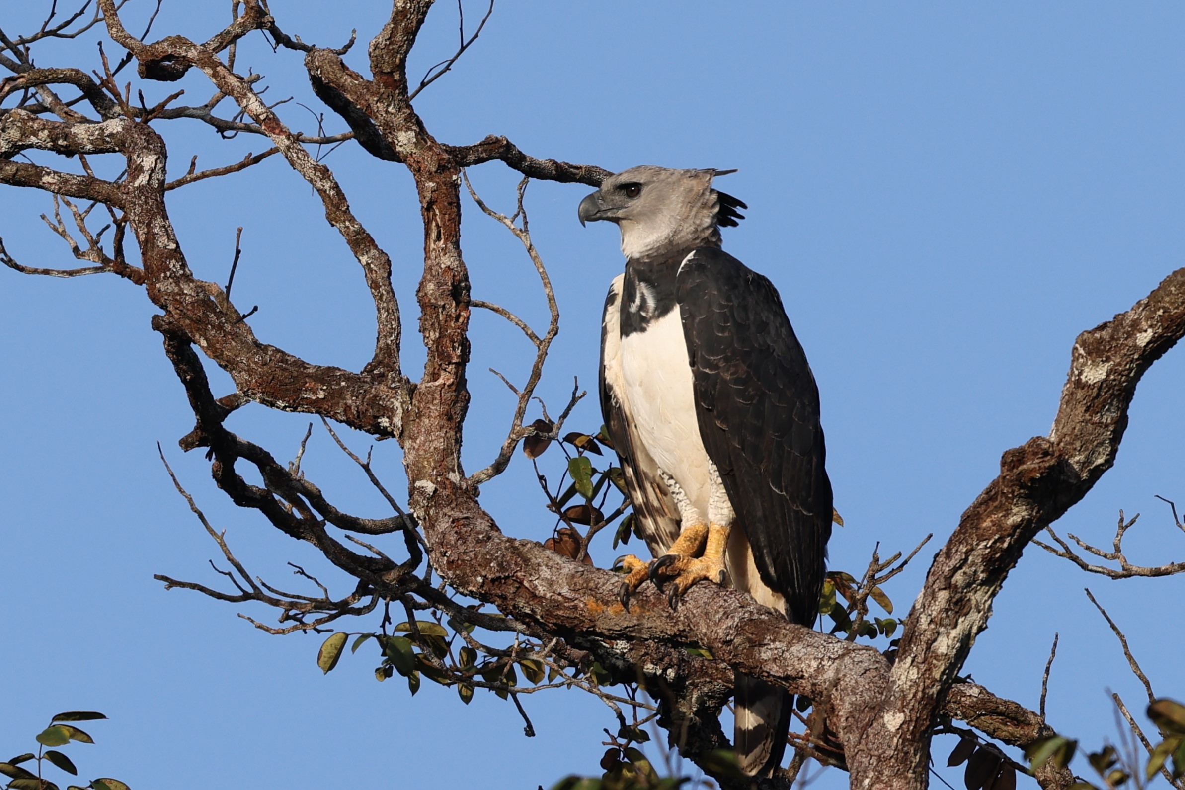 Etude de la Harpie féroce