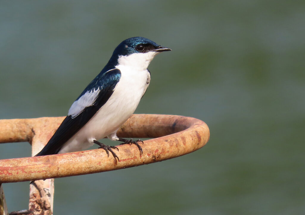Hirondelle à ailes blanches
