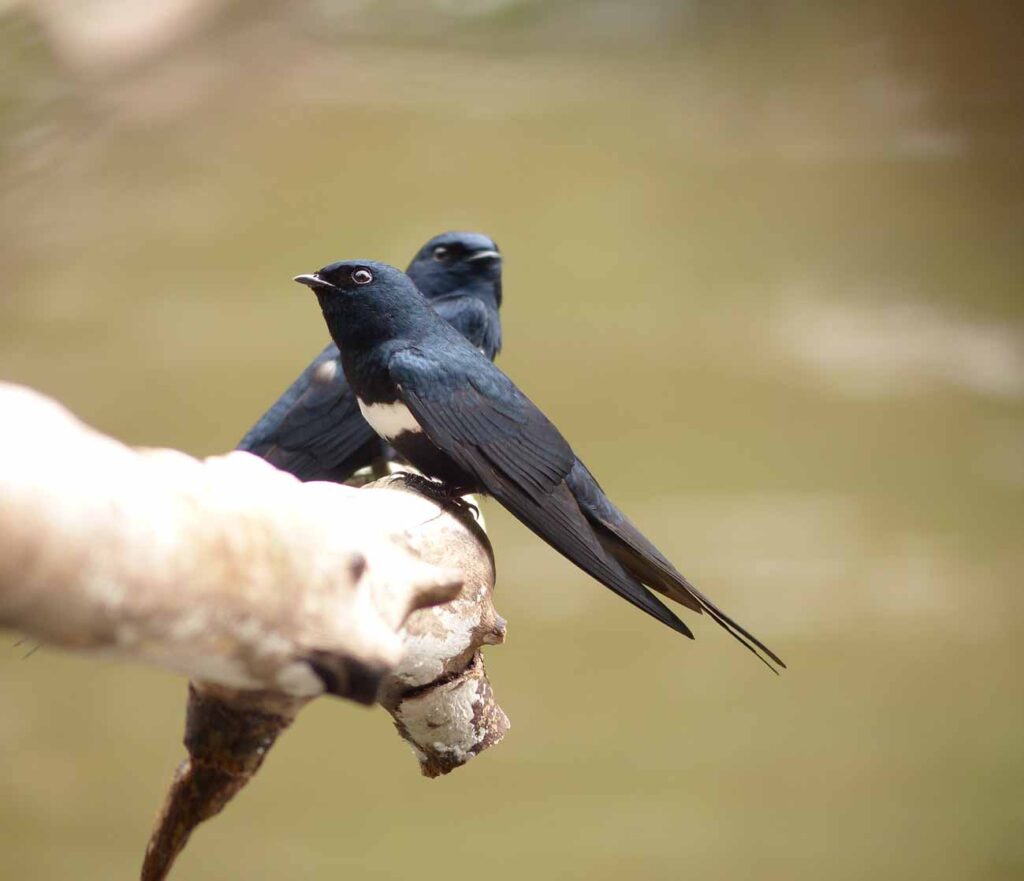 Hirondelle à ceinture blanche