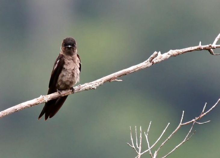 Hirondelle à cuisses blanches