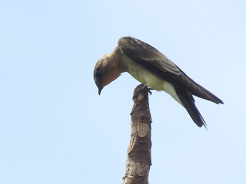Hirondelle à gorge rousse