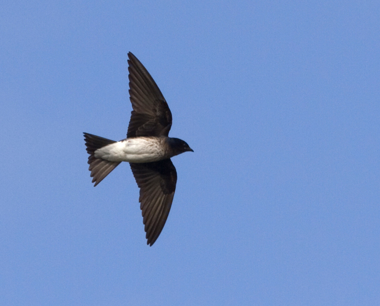 Hirondelle chalybée