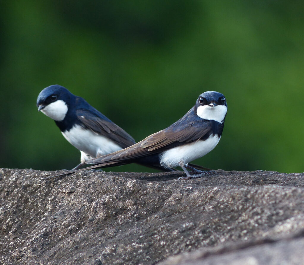 Hirondelle des torrents