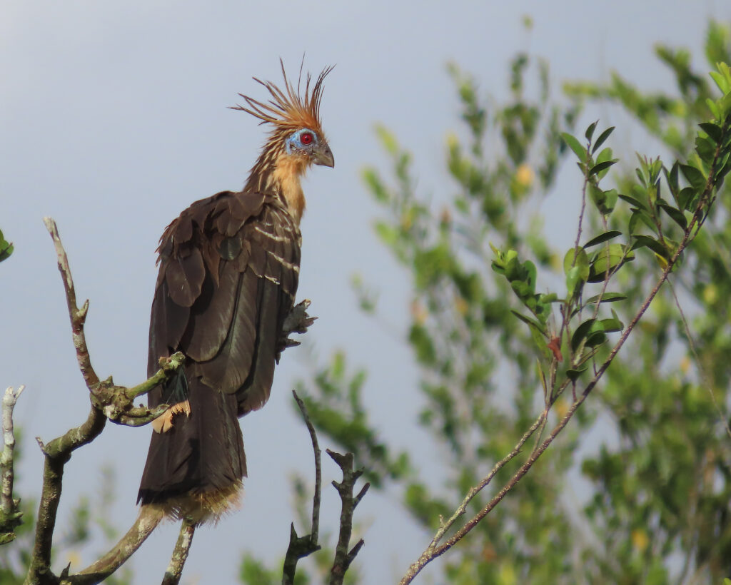 Hoazin huppé
