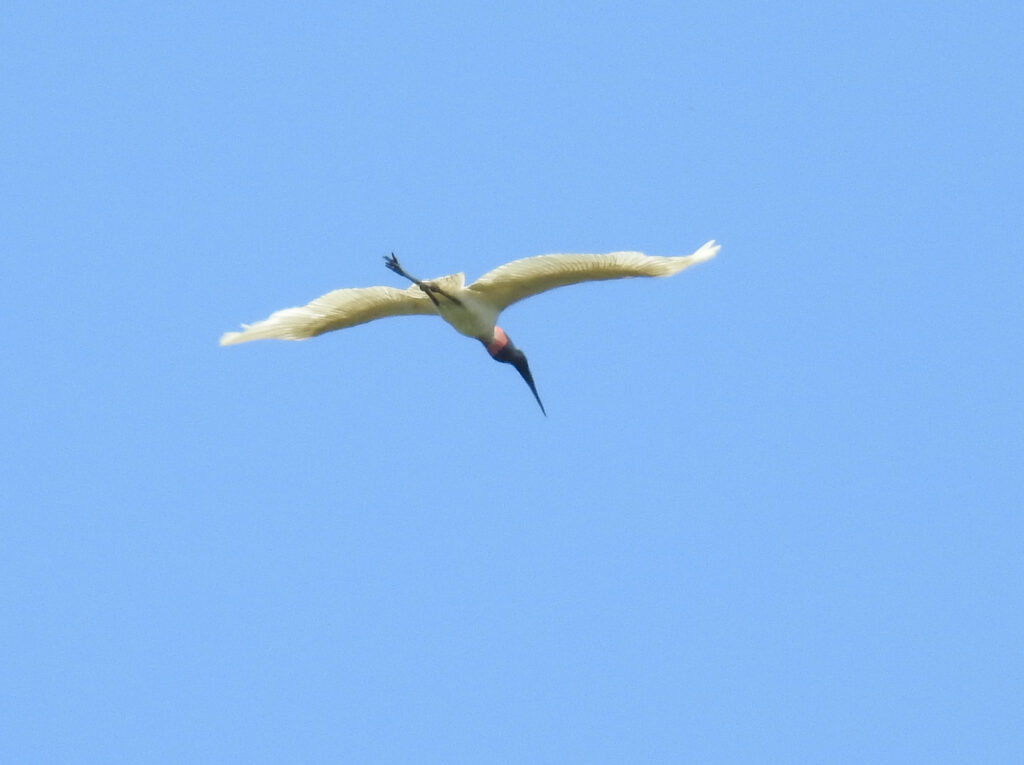 Jabiru d’Amérique