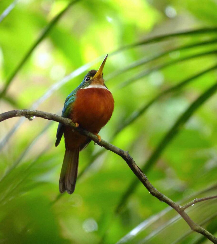 Jacamar à bec jaune