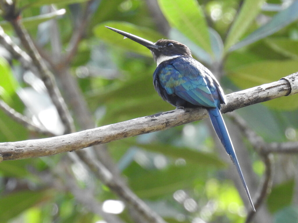 Jacamar à longue queue