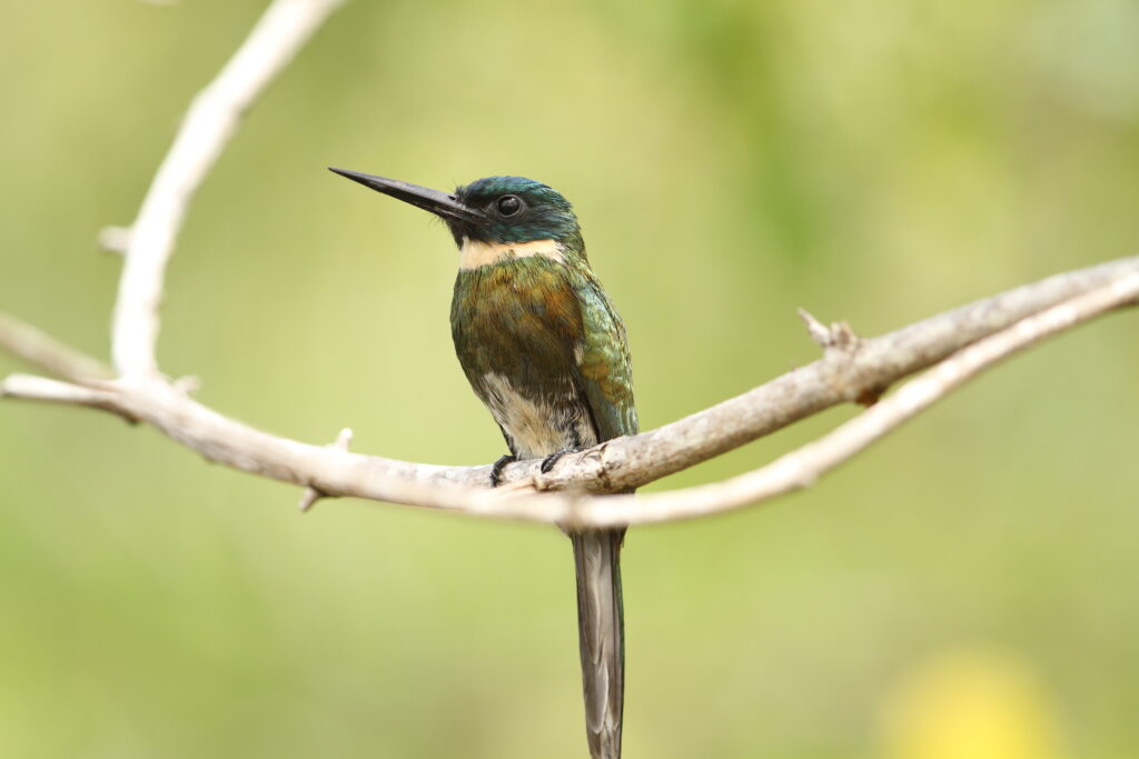 Jacamar à ventre blanc