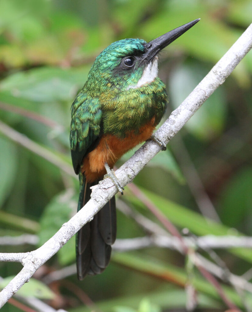 Jacamar vert