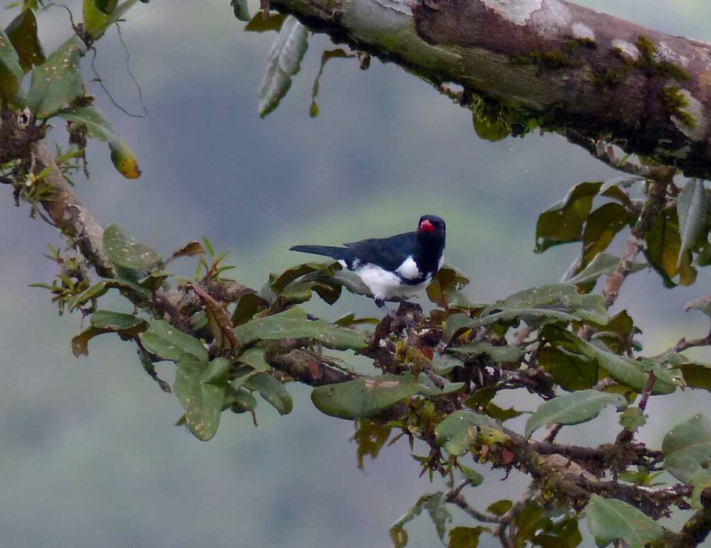 Lamprospize à bec rouge
