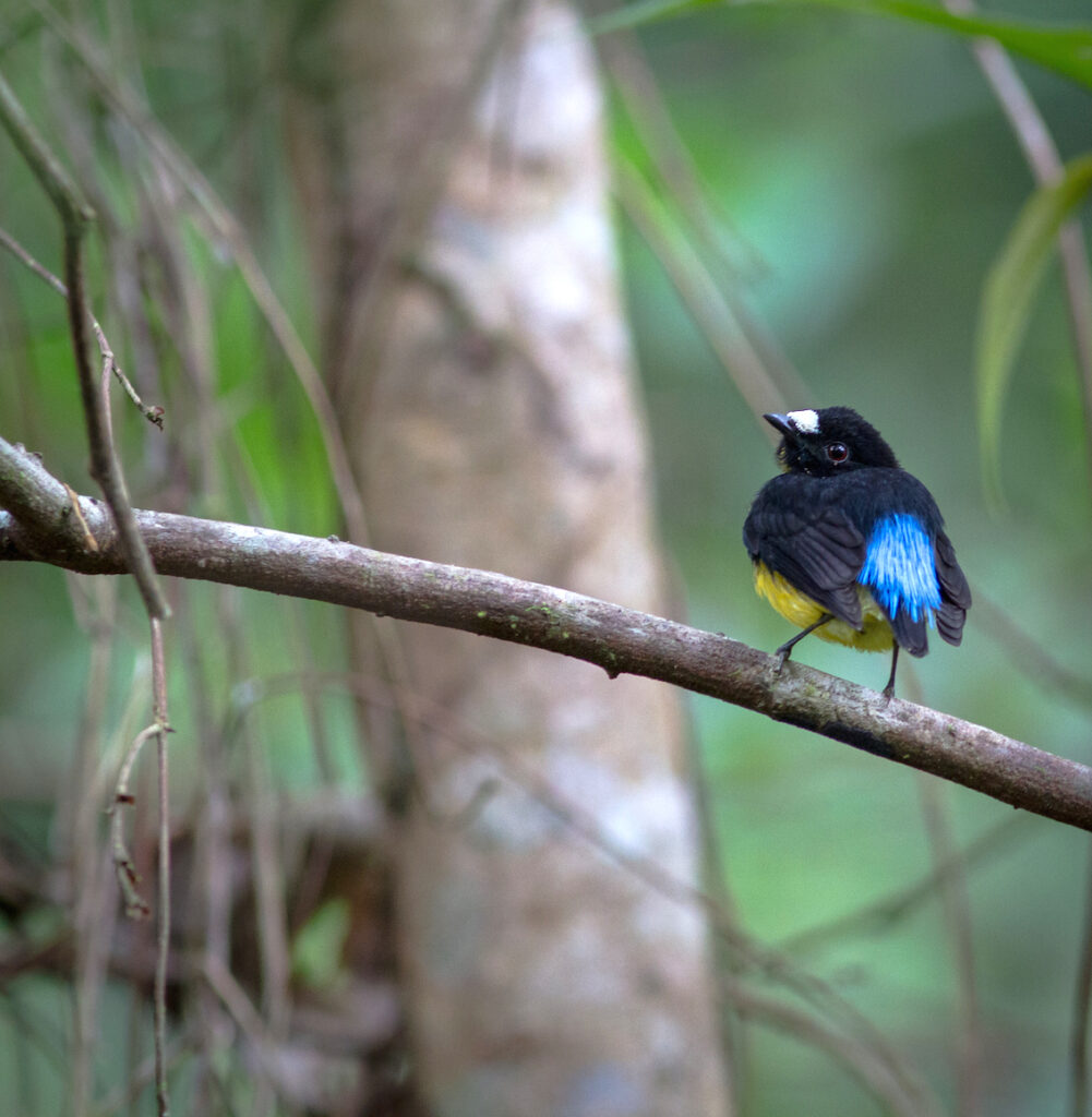 Manakin à front blanc