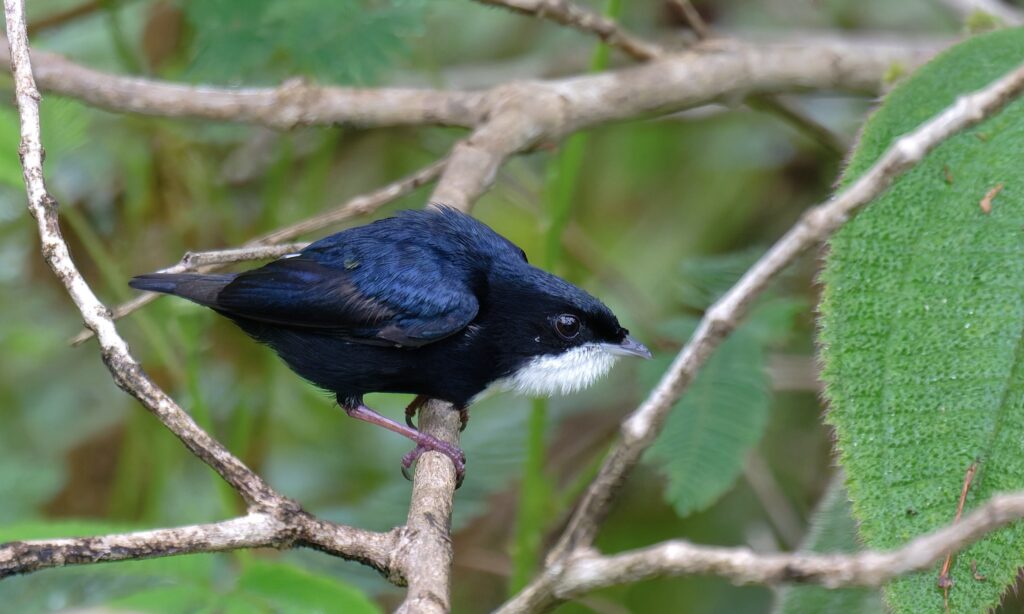 Manakin à gorge blanche