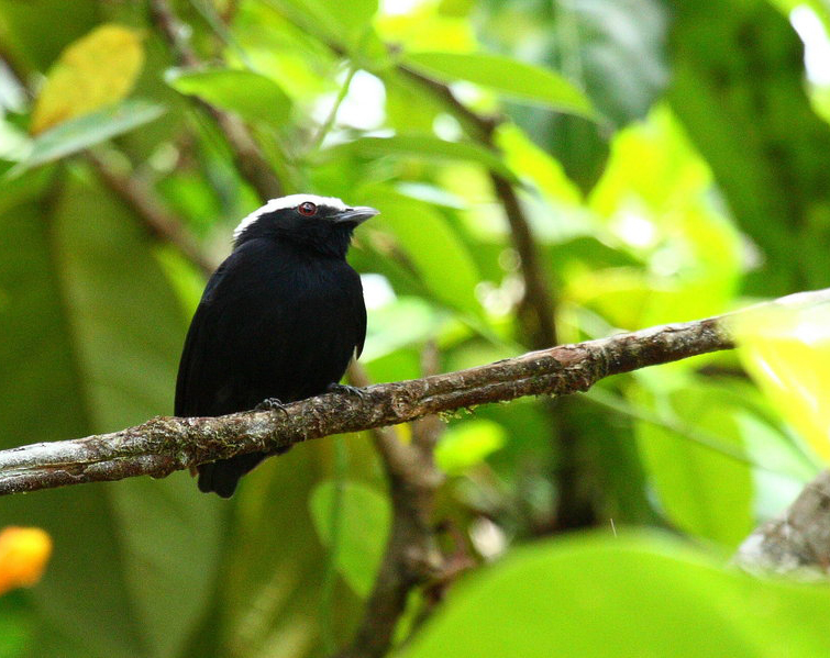 Manakin à tête blanche