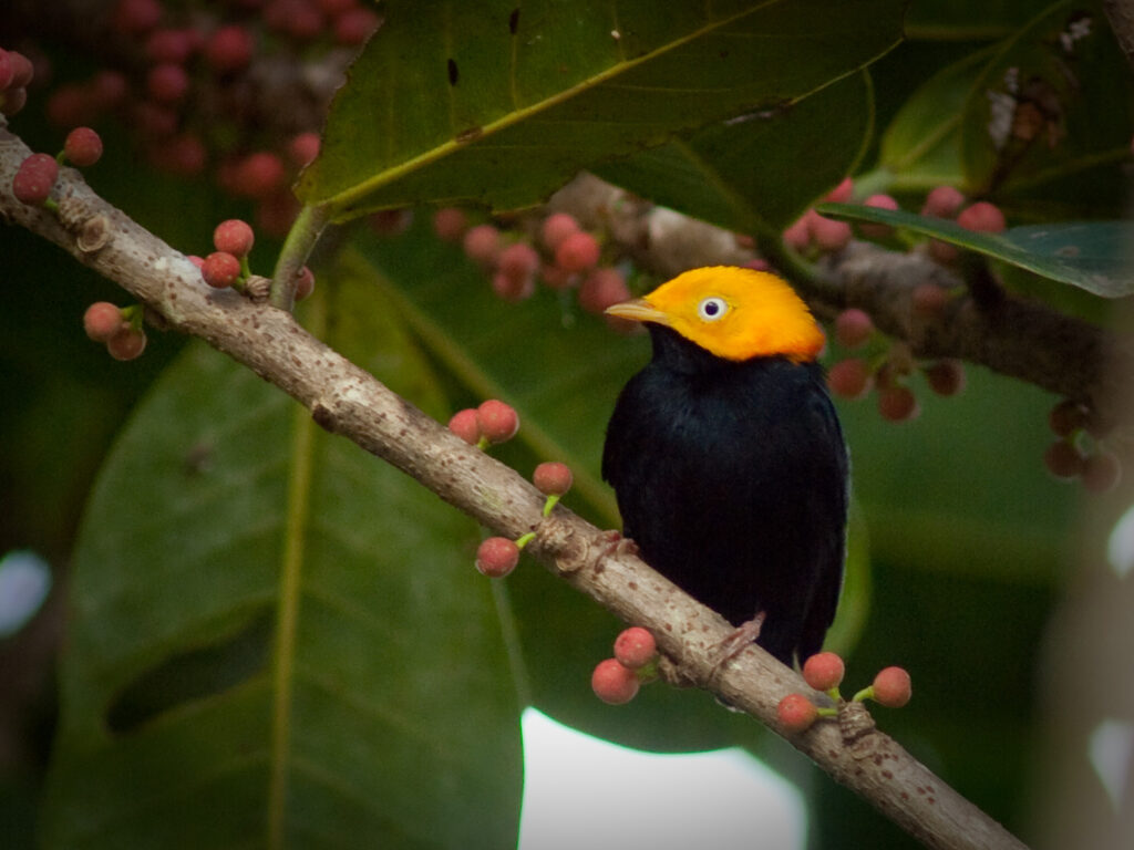 Manakin à tête d’or