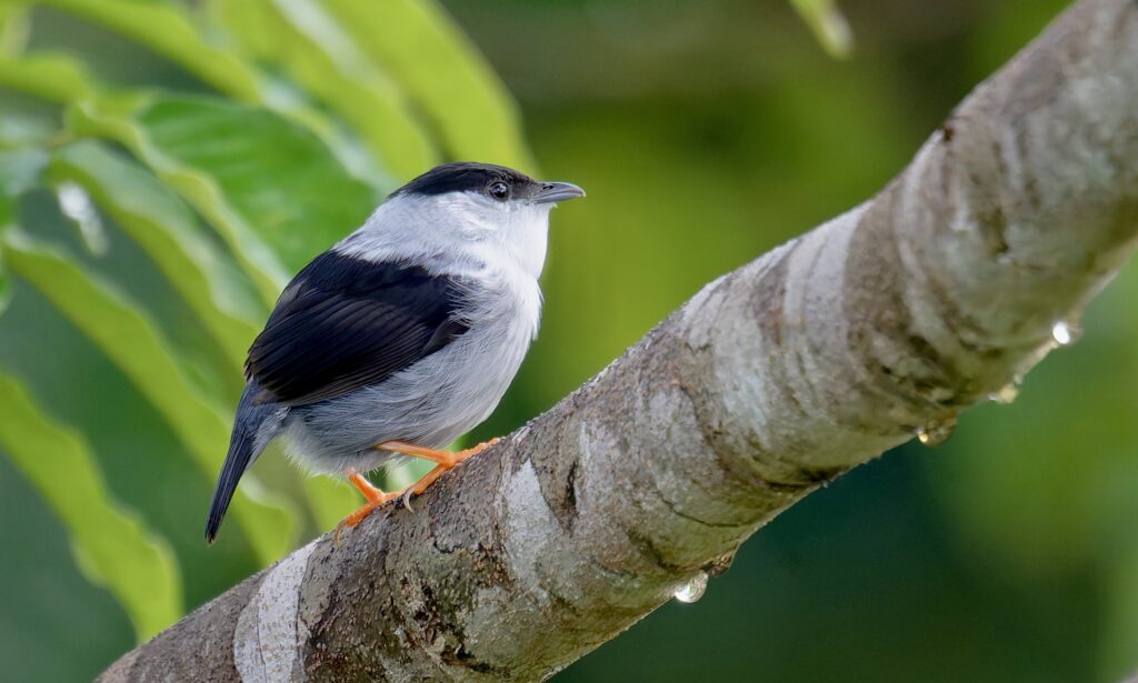 Manakin casse-noisette