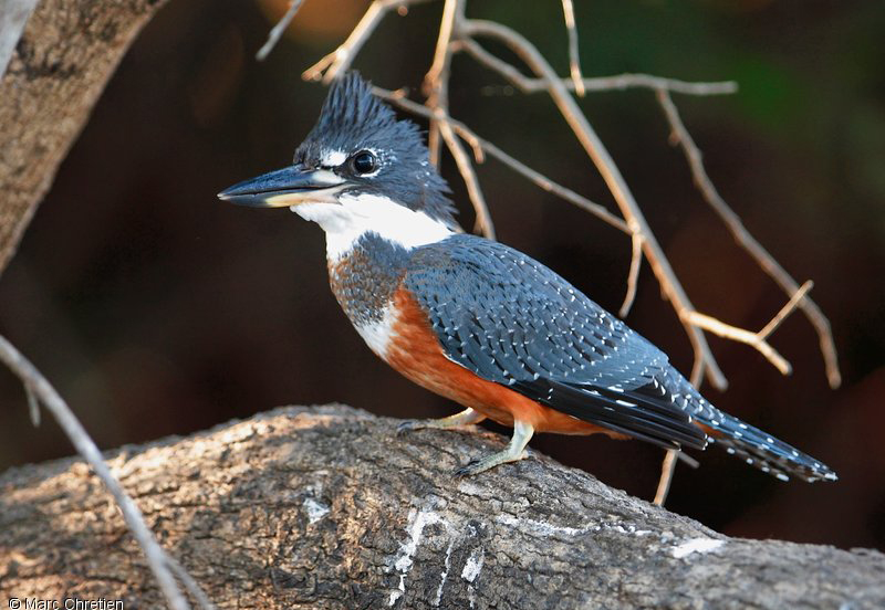 Martin-pêcheur à ventre roux